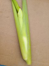 マコモダケ販売開始！