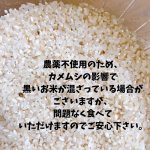 画像2: ☆令和7年産新米☆コシヒカリ20kg(送料別) (2)