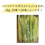 画像3: 【送料込】マコモダケ (3)